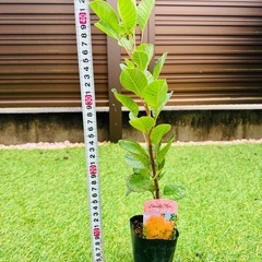 スモークツリー苗木 ロゼシュシュの画像