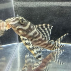 🐠キングロイヤルペルコティア ±8㎝ 1,100円　キンペコ プレコ No.2の画像
