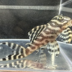 🐠キングロイヤルペルコティア ±8㎝ 1,100円　キンペコ プレコ No.2の画像