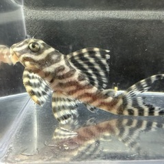 🐠キングロイヤルペルコティア ±8㎝ 1,100円　キンペコ プレコ No.2の画像