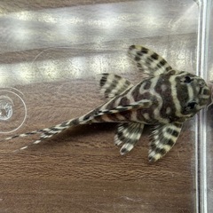 🐠キングロイヤルペルコティア ±8㎝ 1,100円　キンペコ プレコ No.2の画像