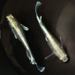 メダカ無人販売イベント☆レア品種・激安なんでもあり！！の画像