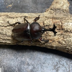 国産カブトムシの画像