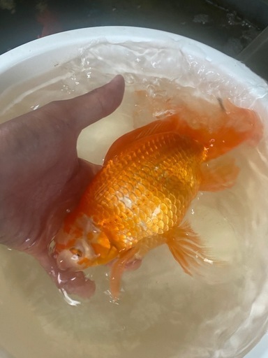 金魚　ジャンボ獅子頭
