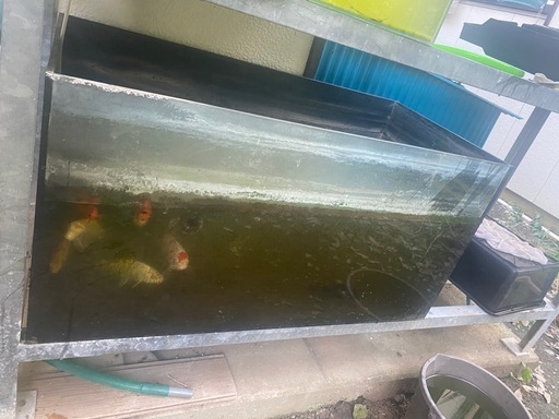 90水槽と魚