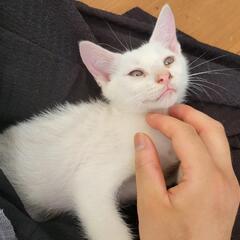 人懐っこい白い子猫です！里親を探しています。