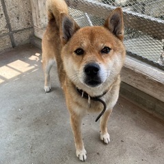 【急募】柴犬のオスです