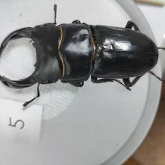 能勢SR血統オオクワガタペア新成虫⑩の画像