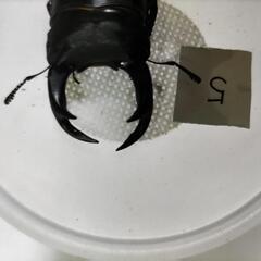 能勢SR血統オオクワガタペア新成虫⑩の画像