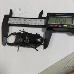能勢SR血統オオクワガタペア新成虫⑩の画像