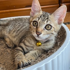 決まりました。子猫里親募集　生後3か月男の子 - 猫