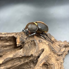 即ブリ‼︎【レッドアイ】DHヘラクレス♀単61mm /※送料事前連絡にて変更可 ※直接受け渡しに変更可の画像