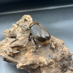 即ブリ‼︎【レッドアイ】DHヘラクレス♀単61mm /※送料事前連絡にて変更可 ※直接受け渡しに変更可の画像