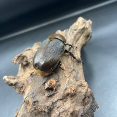 即ブリ‼︎【レッドアイ】DHヘラクレス♀単61mm /※送料事前連絡にて変更可 ※直接受け渡しに変更可の画像