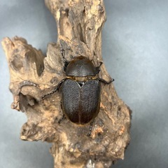 即ブリ‼︎【レッドアイ】DHヘラクレス♀単61mm /※送料事前連絡にて変更可 ※直接受け渡しに変更可の画像
