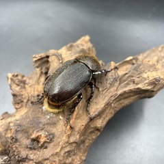  【レッドアイ】未後食DHヘラクレス♀単60mm/※送料事前連絡にて変更可 ※直接受け渡しに変更可の画像
