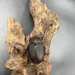  【レッドアイ】未後食DHヘラクレス♀単60mm/※送料事前連絡にて変更可 ※直接受け渡しに変更可の画像
