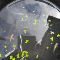 ミックスメダカブルー系統中心稚魚～成魚10匹位&ホテイアオイ5株以上の画像