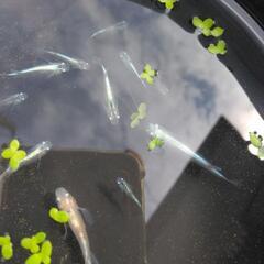 ミックスメダカブルー系統中心稚魚～成魚10匹位&ホテイアオイ5株以上の画像