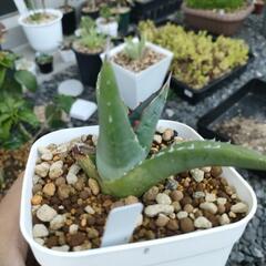 アガベパープソラム　子株裏棘ありの画像