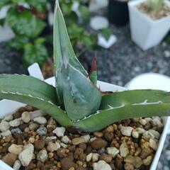 アガベパープソラム　子株裏棘ありの画像