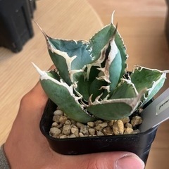 アガベ、チタノタSAD①の画像