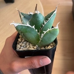まとめ買い値引きアガベ、チタノタSAD②の画像