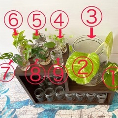 南国の観葉植物いっぱい②