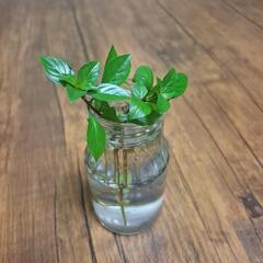 【水草】ルドウィジアの画像