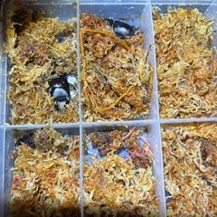 コクワガタ、ノコギリクワガタの画像