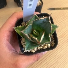 まとめ買い値引きアガベ、チタノタ、貔貅の画像