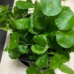 ウォーターコイン水草の画像