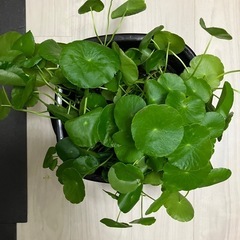 ウォーターコイン水草の画像