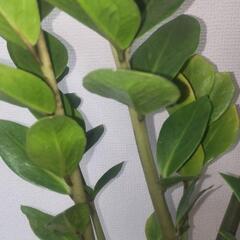 ザミオクルカス② 観葉植物の画像