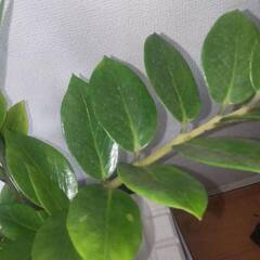 ザミオクルカス② 観葉植物の画像