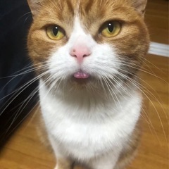 里親募集　何匹でも可能です
