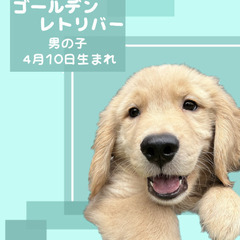 ゴールデンレトリバーの男の子