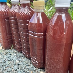 PSB 600ml/2ℓ メダカの画像