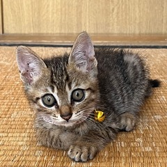 決まりました。子猫里親募集　生後3か月男の子 - 里親募集
