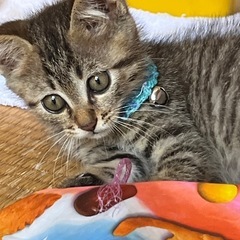 決まりました。子猫里親募集　生後3か月男の子 − 静岡県