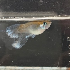 水源メダカ
　若魚（トリオ）の画像