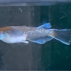 水源メダカ
　若魚（トリオ）の画像