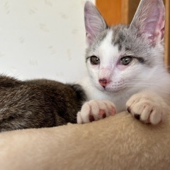 保護猫生後約3ヶ月エイズキャリアの男の子