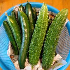 【格安】家庭菜園の野菜
の画像