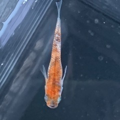 六色メダカ　（トリオ）の画像