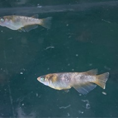 メダカ　タウロス　1ペアの画像