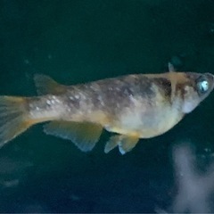 メダカ　タウロス　1ペアの画像