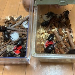 カブトムシ クワガタ 