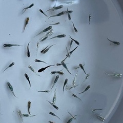 メダカ　40匹　稚魚　針子　予約可能　の画像