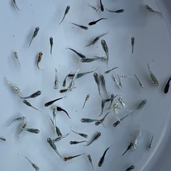 メダカ　40匹　稚魚　針子　予約可能　